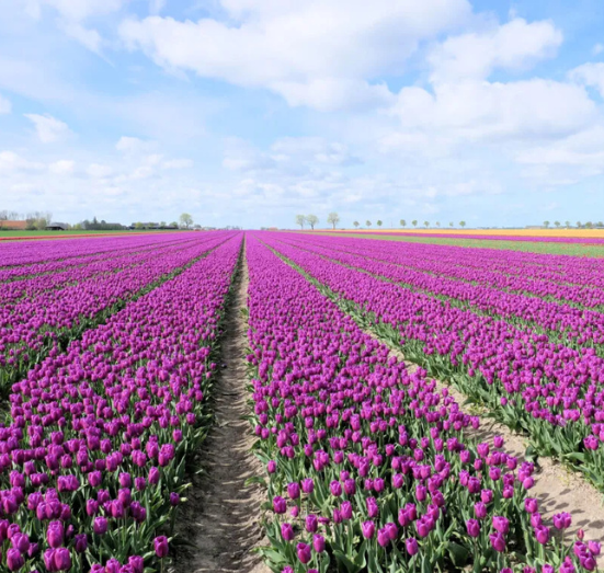 Ontwerp zonder titel (29)