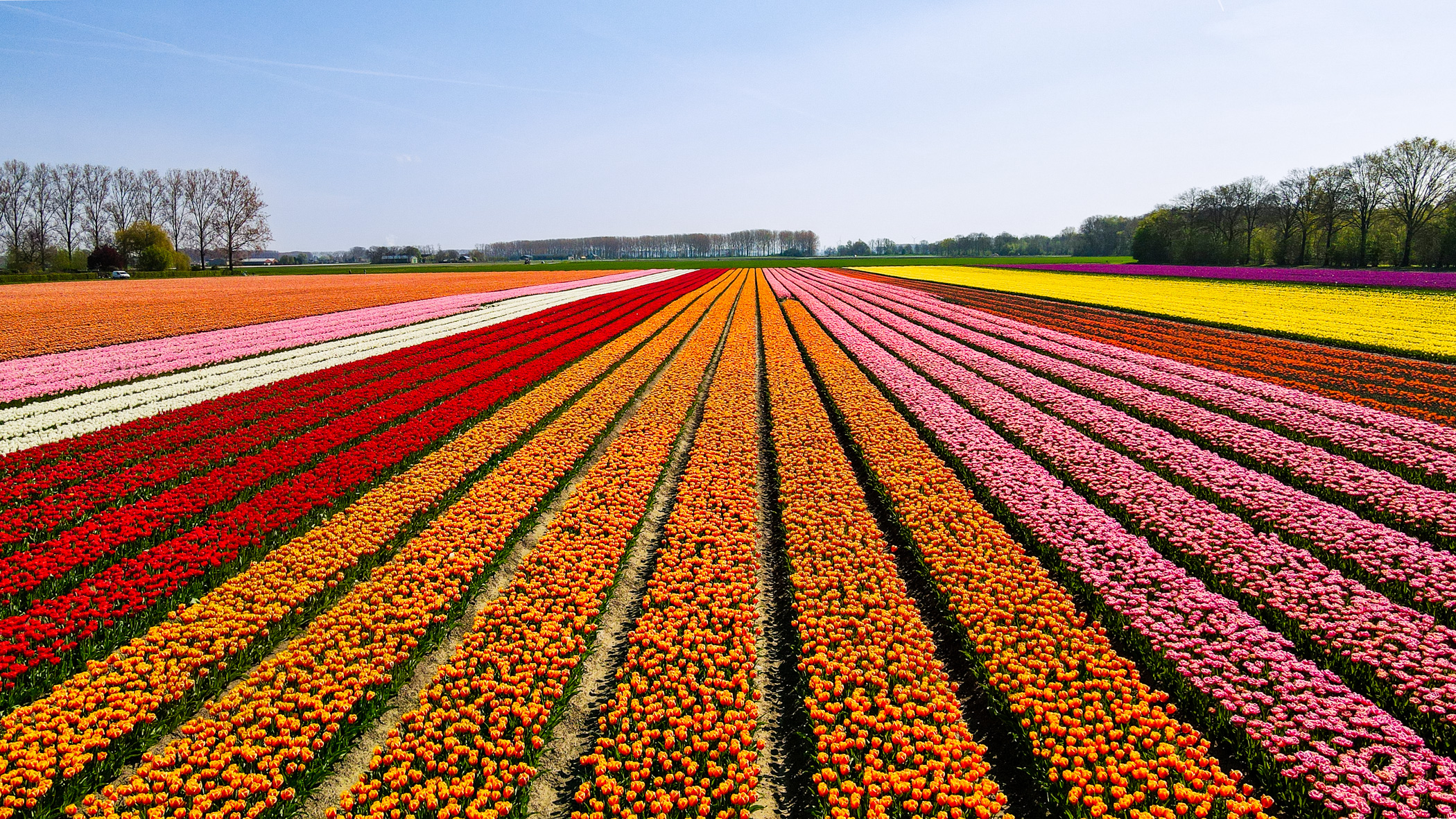 Tulpenvelden_Zeeland-25